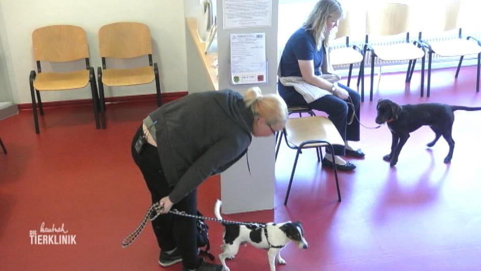 Jack Russel Tyson sucht Streit