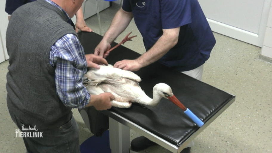 Verletzter Storch muss schnell behandelt werden