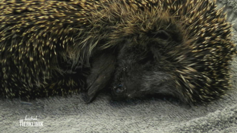 Ein Wildtier trifft in der Tierklinik Lüneburg ein