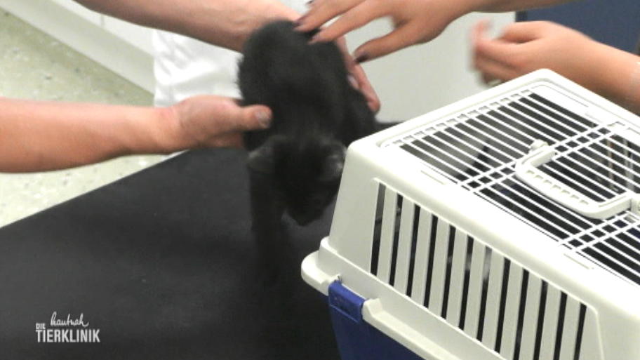 Katzenkinder kommen zur ersten Impfung