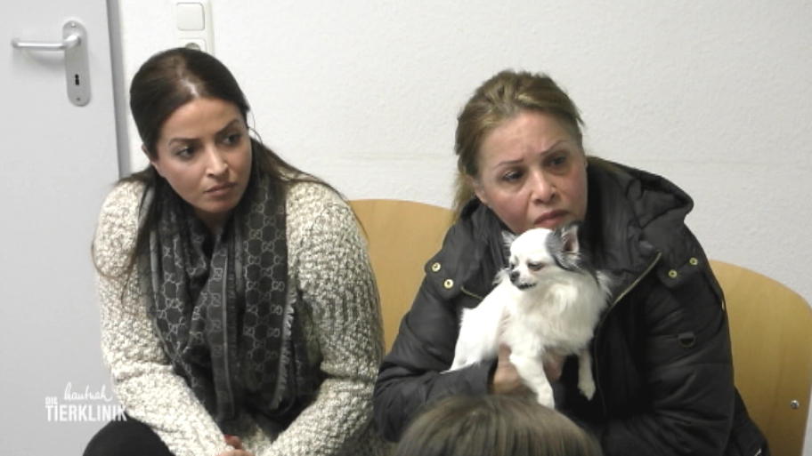 Chihuahua Josephine verweigert die Nahrungsaufnahme