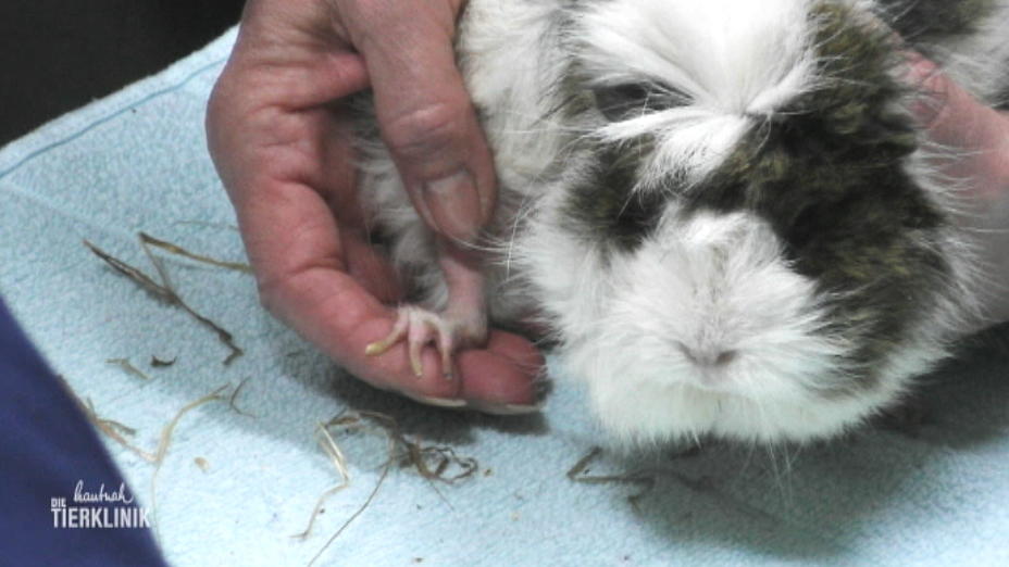 Meerschweinchen kommen zum Krallenkürzen