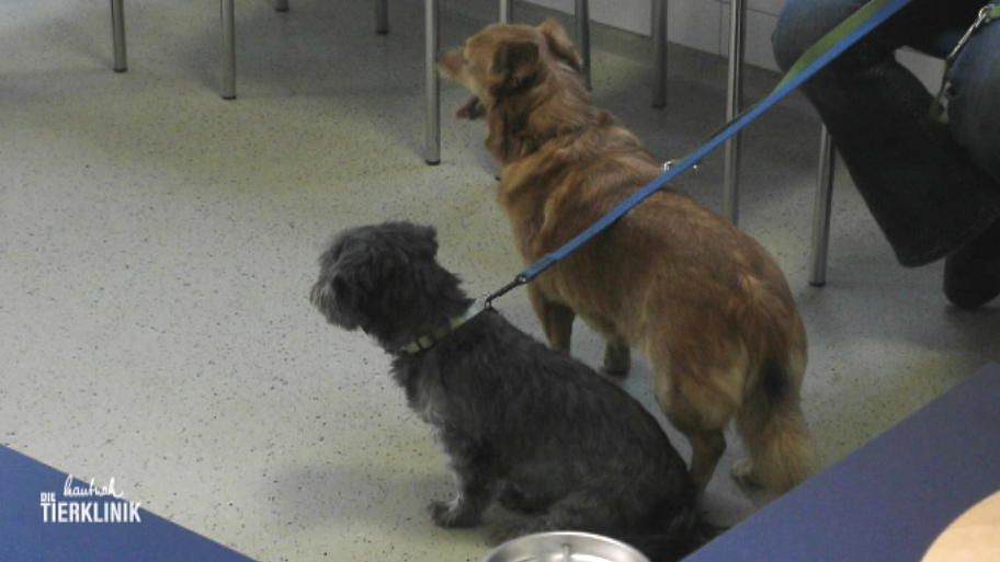 Zwei Hundedamen mit Verdauungsproblemen