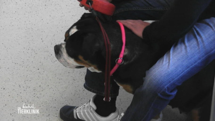 Englische Bulldogge Helga muss abspecken
