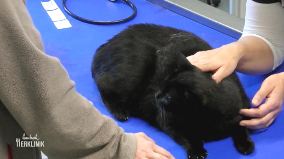 Katze Hexe macht ihrem Namen alle Ehre
