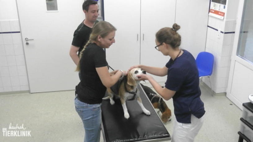 Die Tierklinik ist die letzte Hoffnung für Paula