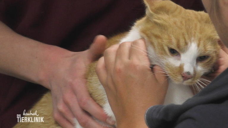 Kater Bobby geht es jeden Tag schlechter