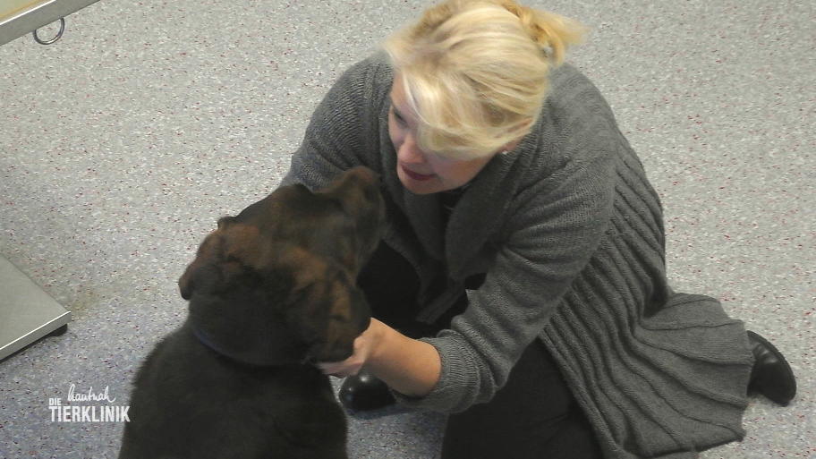 Labrador Bootsmann ist die Ruhe in Person