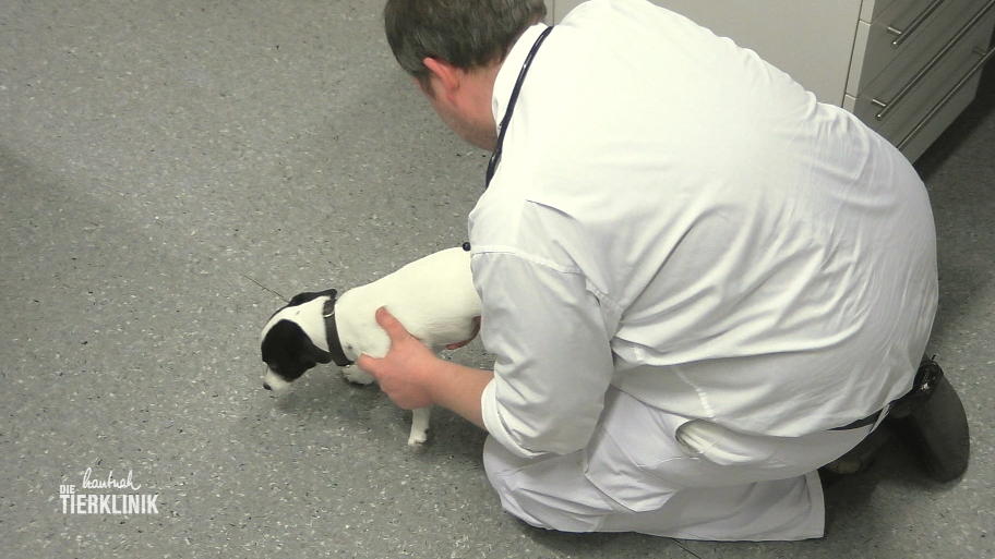 Jack Russell Terrier Kätchen ist kaum zu bremsen