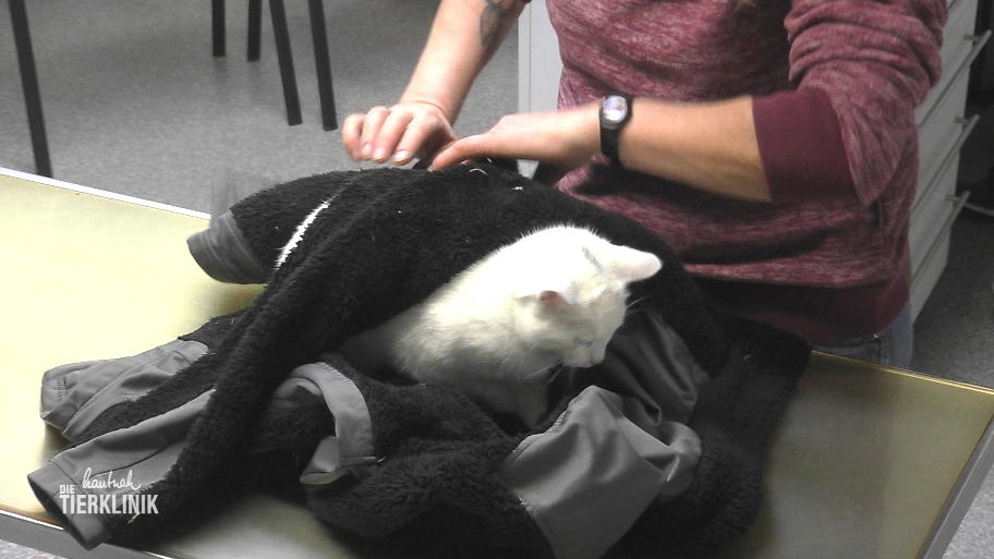Katze Daisy hat einen Tritt von einem Pferd gekriegt