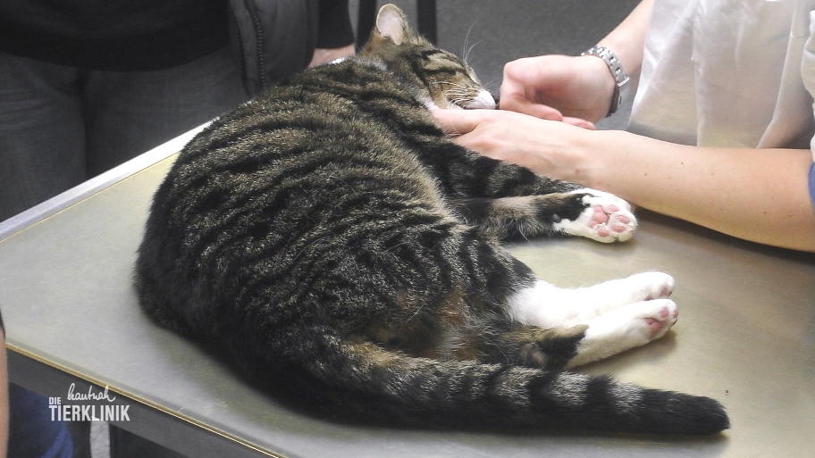 Ein echter Notfall in der Tierklinik