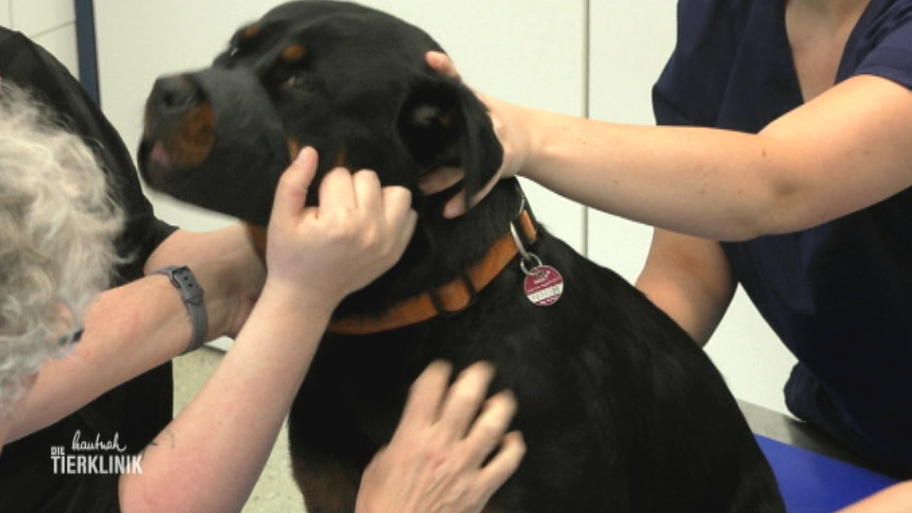 Rottweiler Fibi ist eigentlich ganz lieb