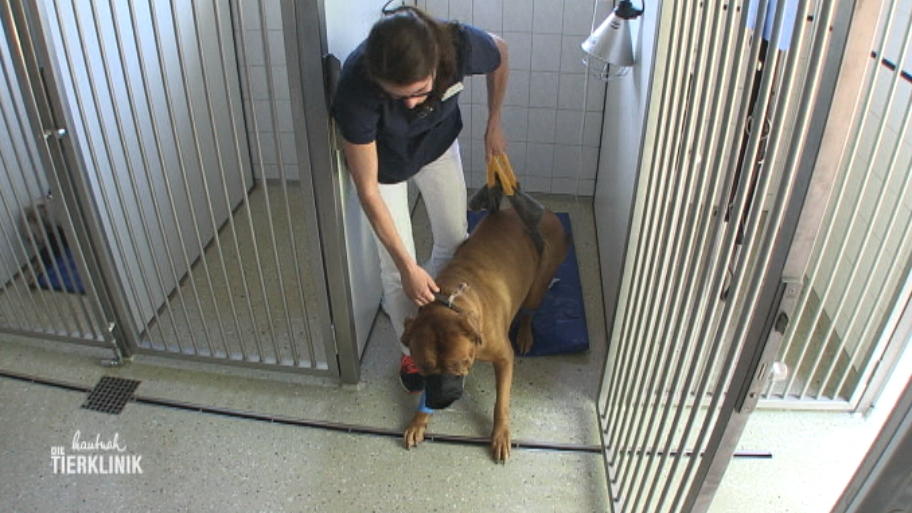 Bordeaux Dogge Balu hat starkes Nasenbluten