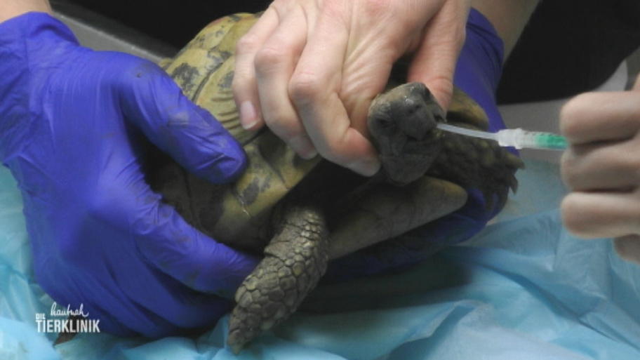 Landschildkröte Kali hat einen Kloakenvorfall