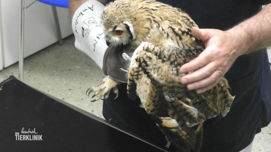 Junger Raubvogel schwebt in Lebensgefahr
