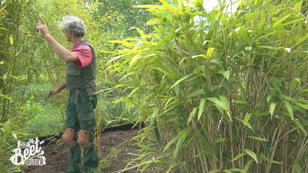 Bambus für den Bali-Garten