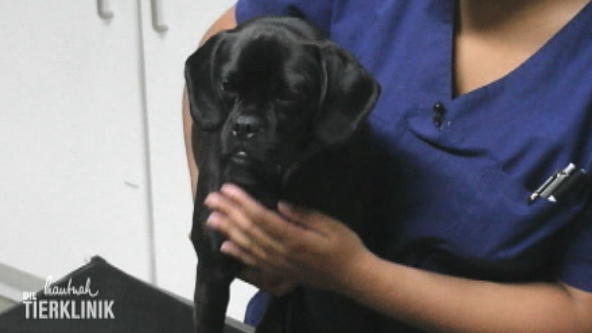 Jetzt wird's ernst für die Puggle Hündin