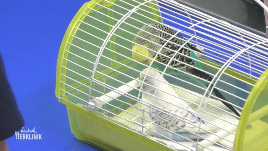 Die Tierärztin hat schon eine Vermutung