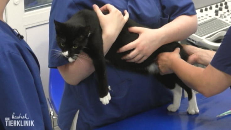 Die Katzenbabys sind erst zehn Monate alt