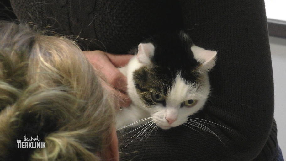 Was ist nur mit der kleinen Katze los?