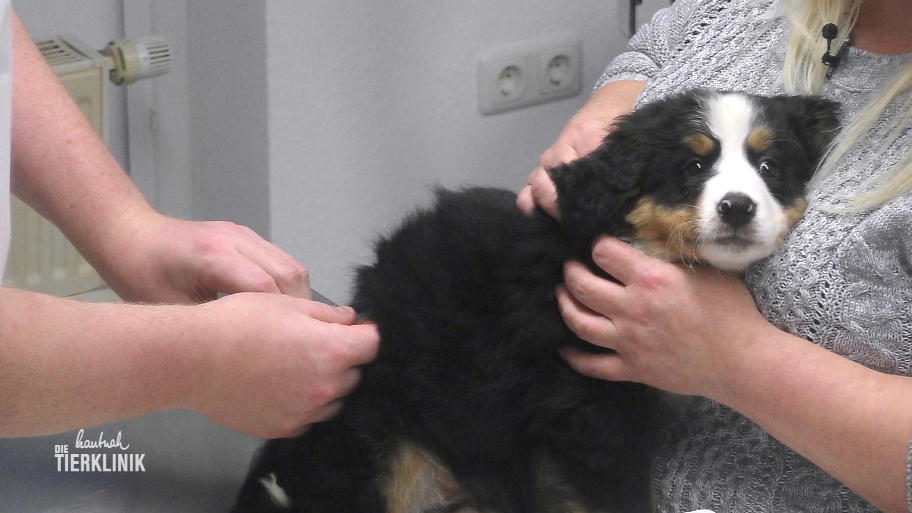 Alle wollen die Berner Sennen Welpen sehen