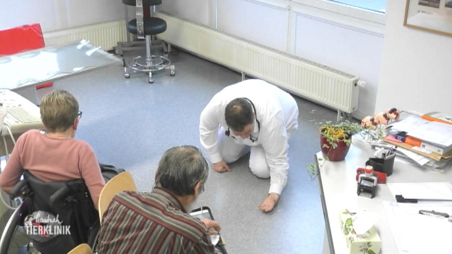 Ein Holländischer Hirtehund im Wartezimmer