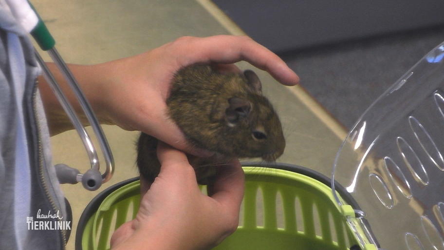 Hat der kleine Nager Parasiten?