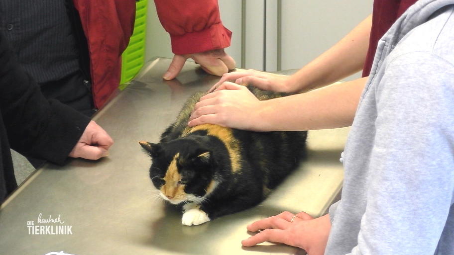 Die Besitzer haben ihre Katzen nie geimpft