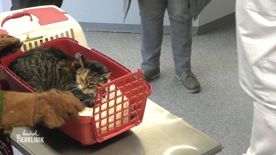 Die Besitzer von Katze Estrella machen sich große Sorgen