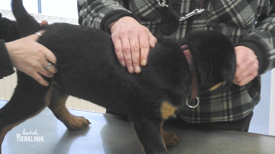 Der junge Rottweiler soll kontrolliert werden