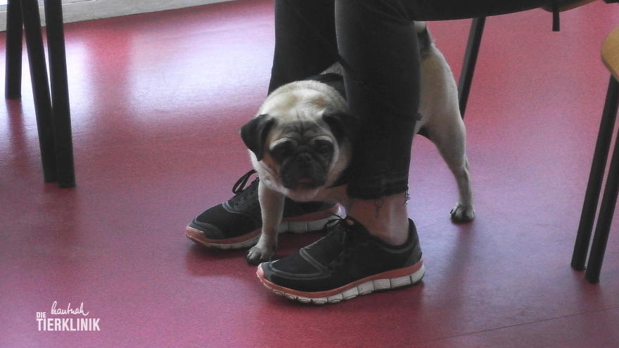 Henry ist seiner Besitzerin aus dem Arm gefallen