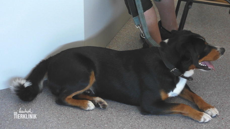 Appenzeller Sennenhund ist ein großer Champion