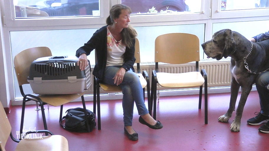 Manche bringen große Hunde mit - Manche große Sorgen