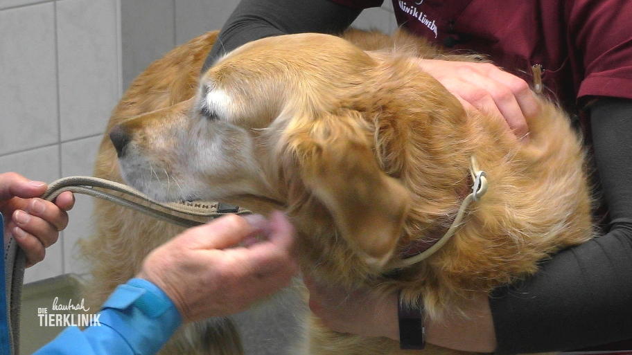 Warum tränen dem Golden Retriever die Augen?