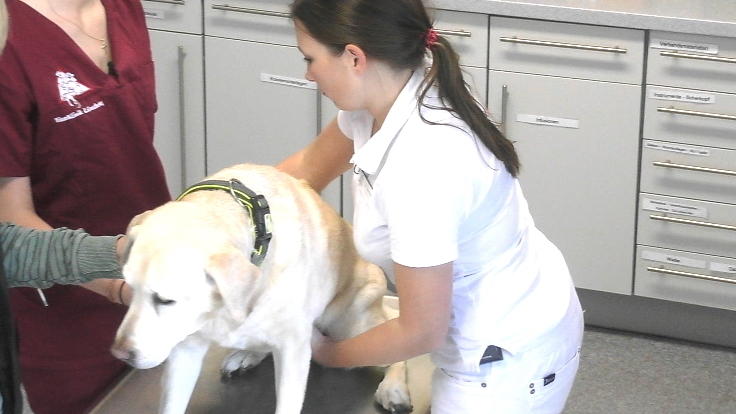 Hat der Labrador einen Schlaganfall erlitten?