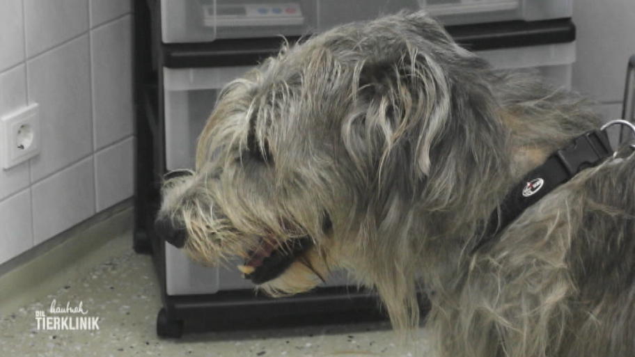 Ein irischer Wolfshund in der Tierklinik