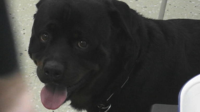 Rottweiler Max hat Atembeschwerden