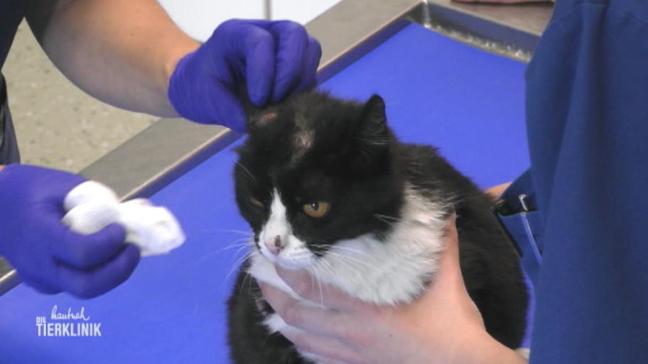 Wie viele Katzenleben hat Pinsel verspielt?
