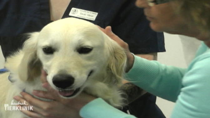 Ein Golden Retriever wartet auf seine Behandlung