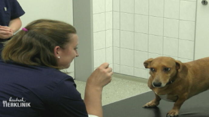Manche Patienten haben große Angst vorm Tierarzt 