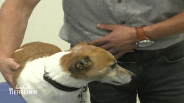 Dobby wurde von einer Biene gestochen