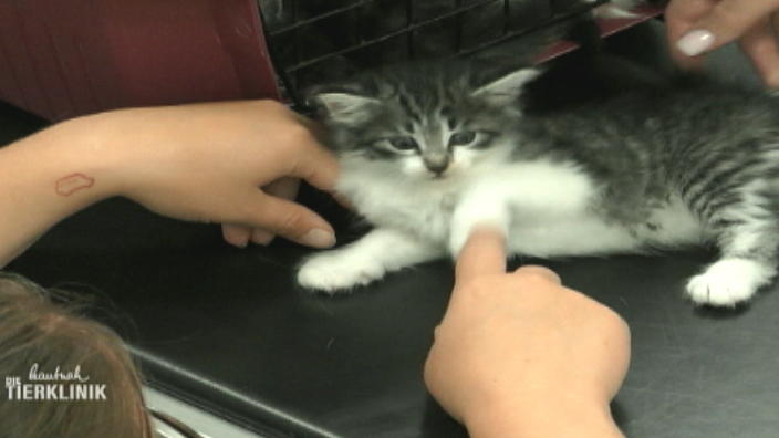 Norwegische Waldkätzchen in der Tierklinik