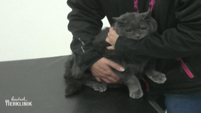 Der Kartäuserkater war 17 Jahre nicht beim Tierarzt