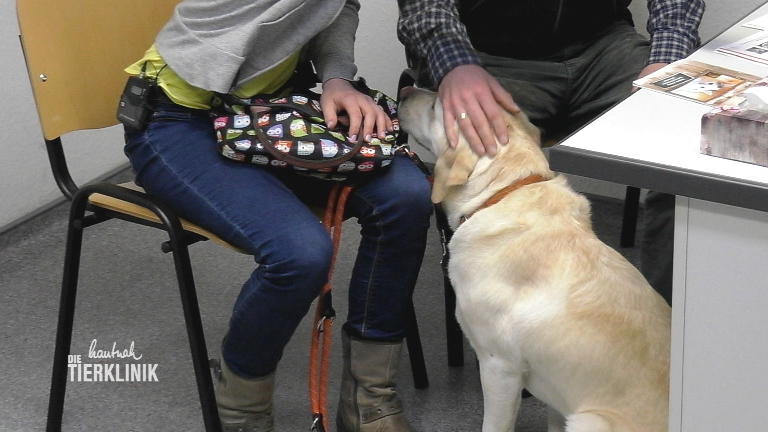 Dieser Labrador hat Probleme mit dem Wasserlassen