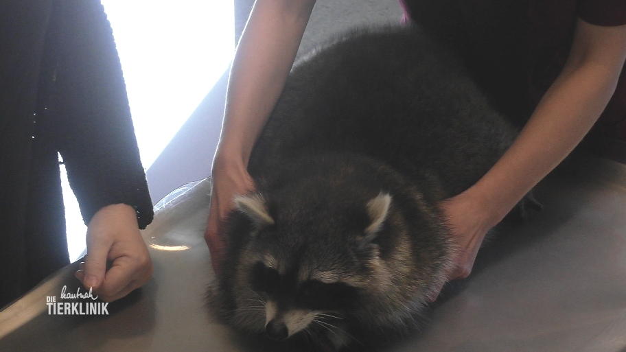 Waschbären-Alarm in der Tierklinik