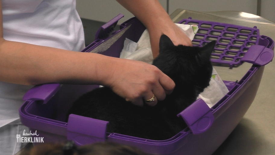 Katze Lulu hat sich wahrscheinlich am Bein verletzt