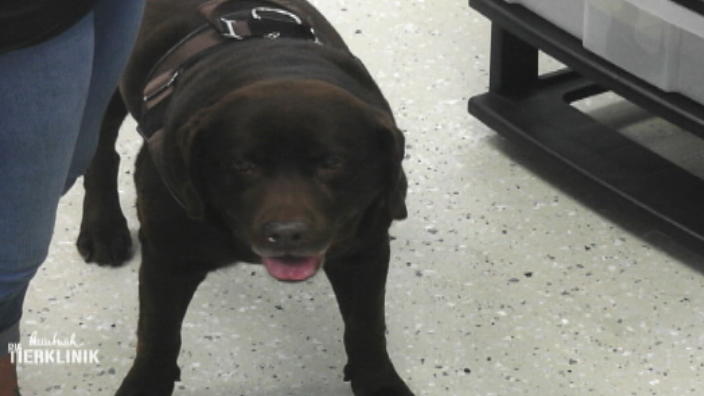 Labrador Hündin Kyra leidet an Arthrose