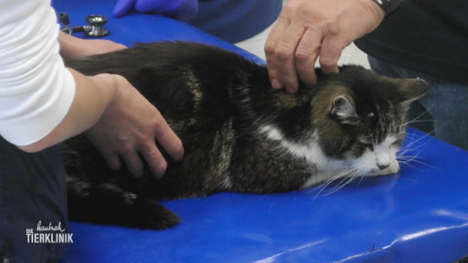 Kater Charly hat dramatisch abgenommen
