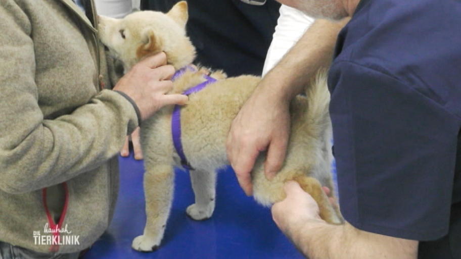 Shiba Inu Welpe Joy ist vom Bett gefallen