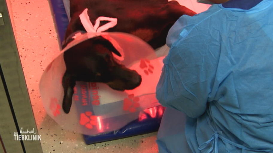 Dobermann Bob braucht eine Tumor-OP